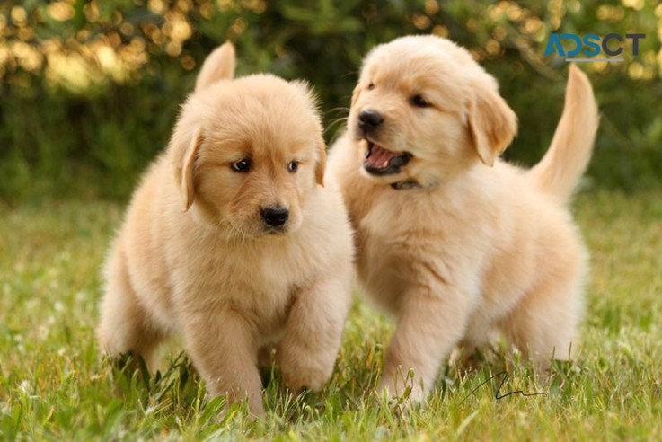 Golden Retriever Puppies For Sale