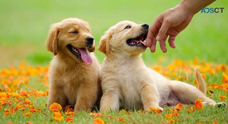 Golden Retriever Puppies For Sale