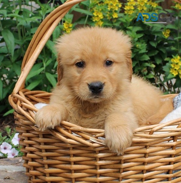 Golden Retriever Puppies For Sale