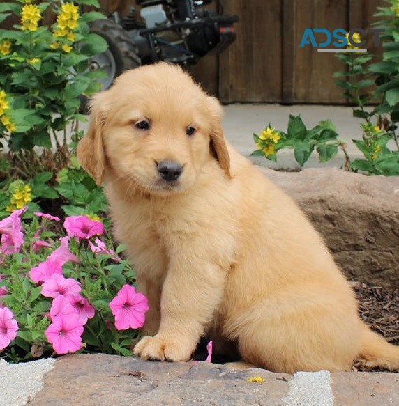 Golden Retriever Puppies For Sale