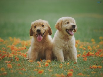 Golden Retriever Puppies For Sale