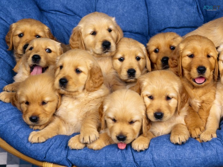 Golden Retriever Puppies For Sale