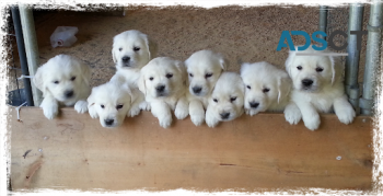 Golden Retriever Puppies For Sale