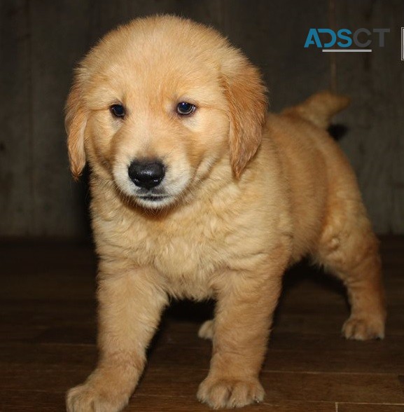 Golden Retriever Puppies For Sale