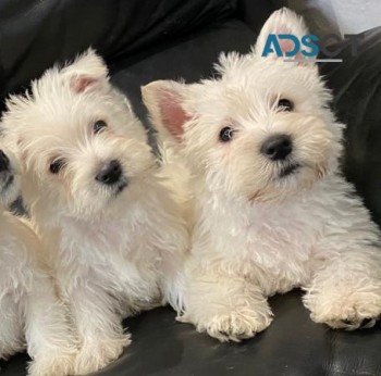 West Highland Terrier Puppies 