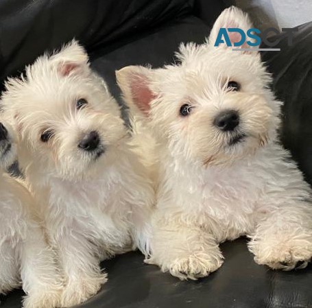 West Highland Terrier Puppies 