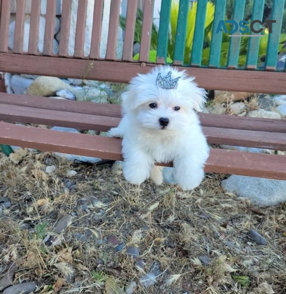  Gorgeous Maltese puppies 