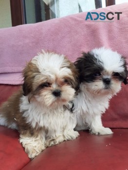 Lovely Shih-tzu Puppies