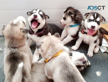 Siberian Husky Puppies