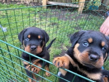  Beautiful Rottweilers Puppies