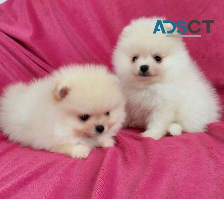   Pomeranians  Puppies