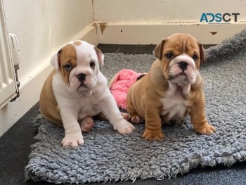 English Bulldog  Puppies