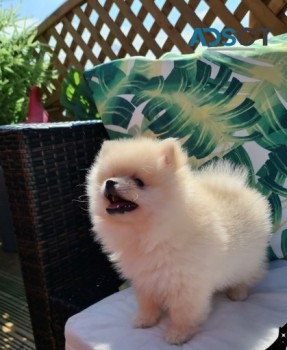 Superb Quality Pomeranian Pups for sale