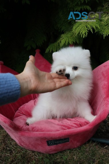 Superb Quality Pomeranian Pups for sale