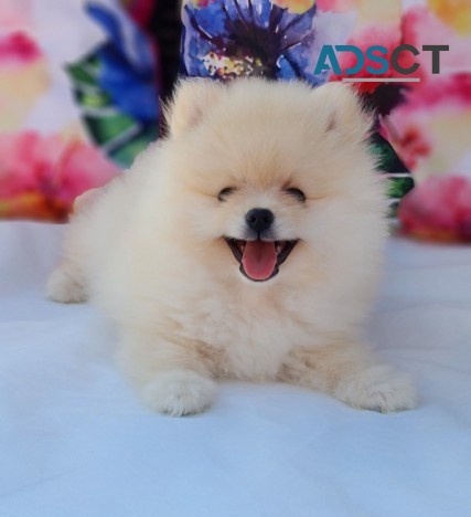 Superb Quality Pomeranian Pups for sale