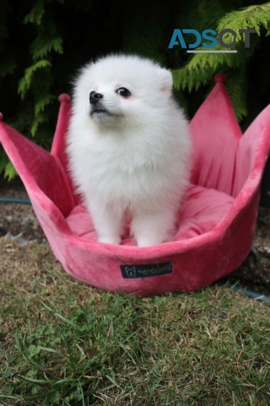 Superb Quality Pomeranian Pups for sale