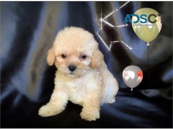 ADORABLE MALTIPOO PUPPIES