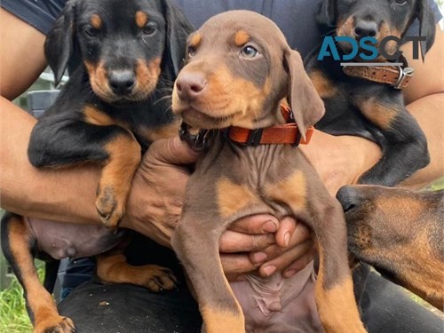 AKC Doberman Pinscher Pup