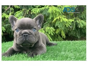 French Bulldogs Puppies