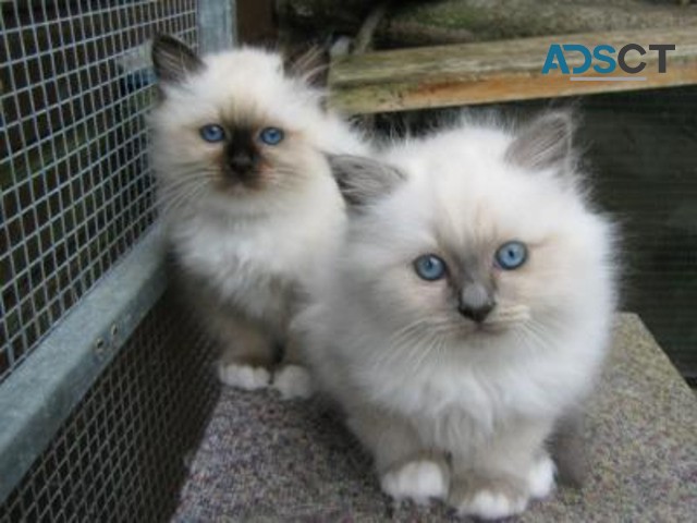 Birman kittens for sale