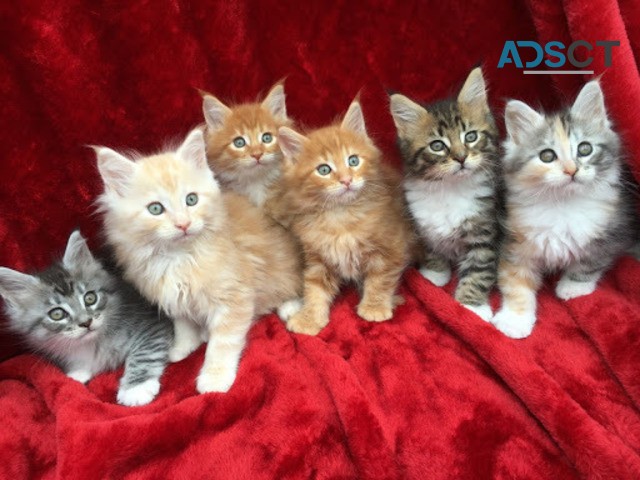 Maine Coon Kittens for sale