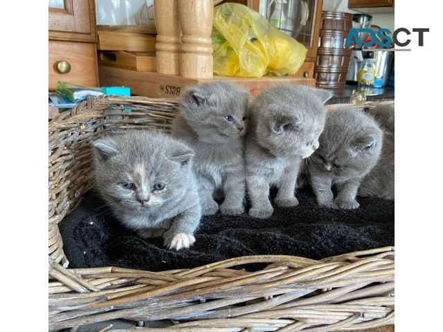 Scottish Ford Kittens 