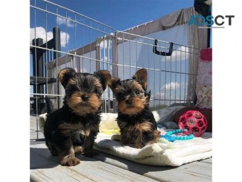 Beautiful AKC Registered Yorkie Puppies 