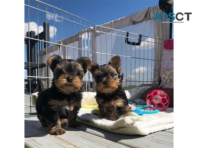 Beautiful AKC Registered Yorkie Puppies 