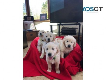 Cute Golden Retriever Puppies for sale