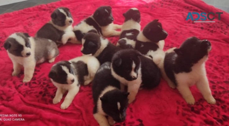 Akita Puppies