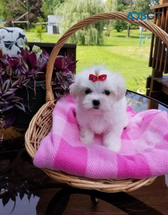  Beautiful Maltese puppies for good home