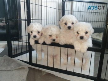 Bichon Frise  Puppies