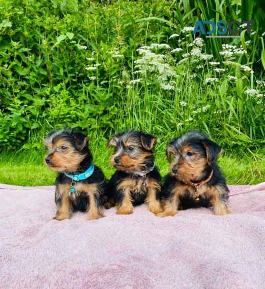 Yorkie Puppies Now Available