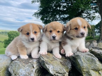 Beautiful Welsh Corgi Pups