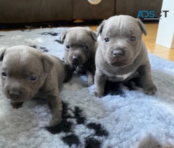 Blue Staffordshire Bull Terriers