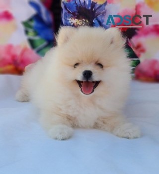 Superb Quality Pomeranian Pups for sale 