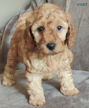 Adorable Cockapoo puppy for new home 