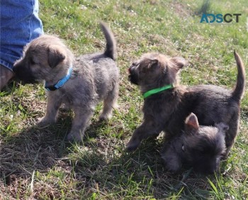 Cairn Terrier puppies for sale