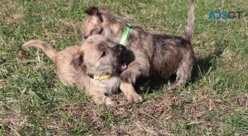 Cairn Terrier puppies for sale