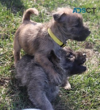 Cairn Terrier puppies for sale