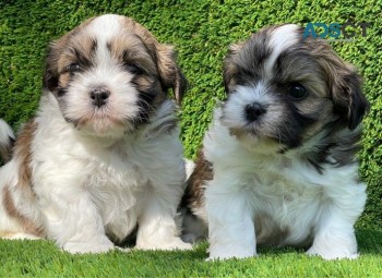 Lovely Shih-tzu Puppies