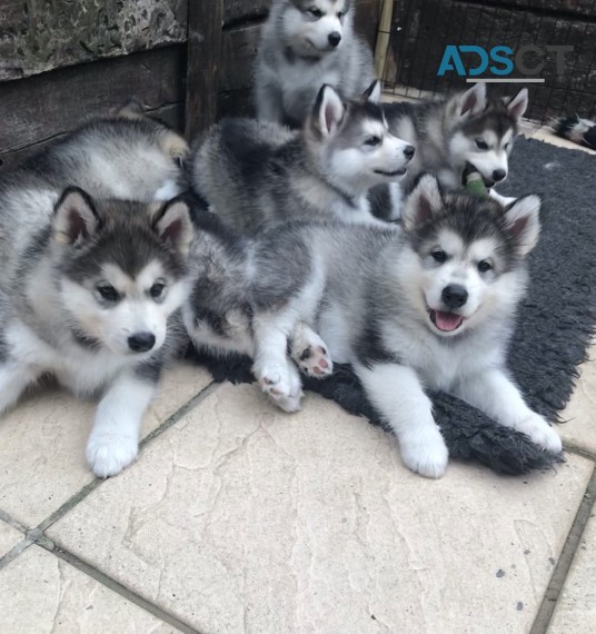 Siberian Husky Puppies