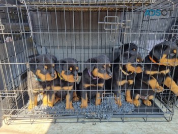  Beautiful Rottweilers Puppies