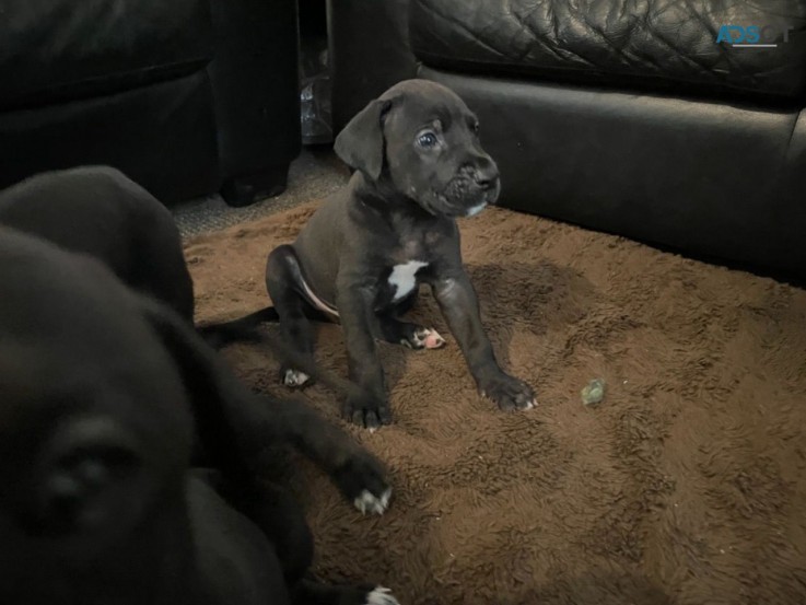 Great Dane Puppies for sale