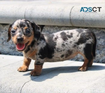 Dachshund puppies for sale