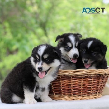 Pomsky Puppies for sale.