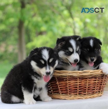 Pomsky Puppies for sale.