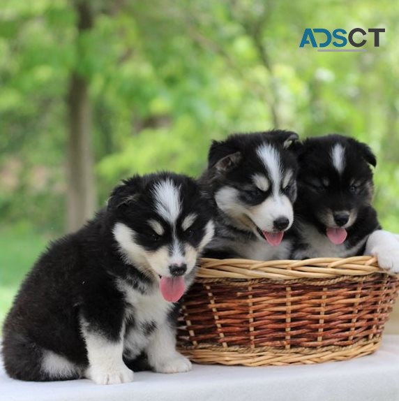 Pomsky Puppies for sale.