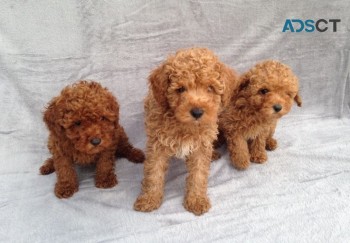 Toy Poodle puppies for sale.