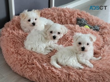 Maltese Pups